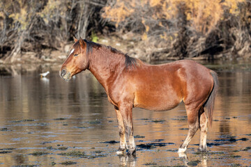Wild horse stallion shining in morning golden hour sunlight in the Salt River near Mesa Arizona United States