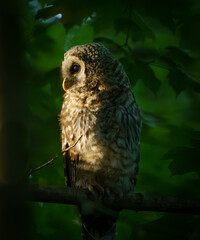 Majestic Barred Owlett sitting in tree quietly observing the floor of the woods for prey. Carmel, Indiana, Summer 2023.