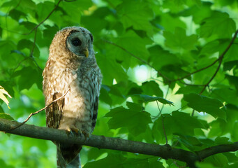 Majestic Barred Owlett sitting in tree quietly observing the floor of the woods for prey. Carmel, Indiana, Summer 2023.