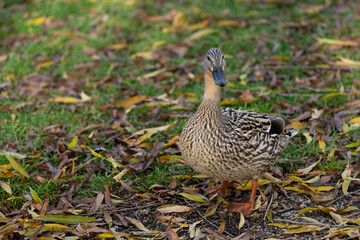 A solitary duck stands on grass, radiating tranquility. Its elegant presence captivates, showcasing nature's beauty in a serene moment.
