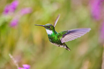 hummingbird in flight