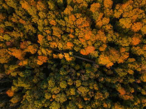 Aerial top down view of forest road hidden under treetops in fall colours during sunset in Zurich, Switzerland.
