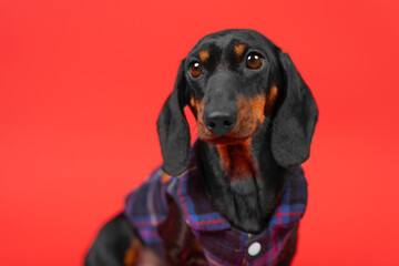 Adorable dachshund dog in plaid shirt for pets posing at red studio wall. Domestic pet posing for dog clothes advertisement in red studio