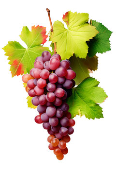 Fresh organic red grapes in isolated transparent background
