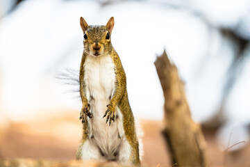 Squirrel in the woods