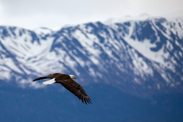 Bald eagle with outstretched wings in coastal Alaska United States
