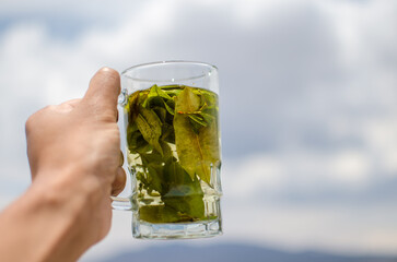 a hand with a glass of coca leaf tea with a cloudy background. Copy space