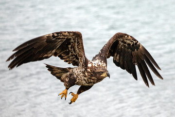 Fierce yount bald eagle [haliaeetus leucocephalus] with outstretched wings in coastal Alaska United...
