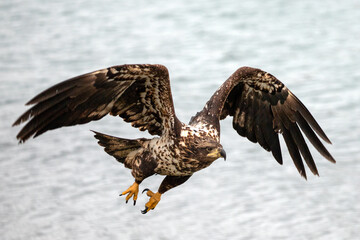 Fierce yount bald eagle [haliaeetus leucocephalus] with outstretched wings in coastal Alaska United States