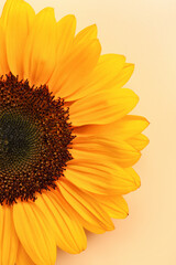Obraz premium Beautiful sunflower on orange background