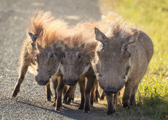 A backlit warthog family walking along the roadside in an African game reserve
