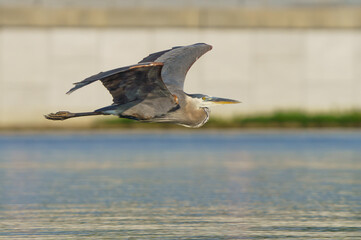 Great Blue Heron flying over lake in morning light