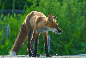 Red Fox in morning light, standing by dock of lake in Indiana, Summer 2023. Fishers, Indiana.