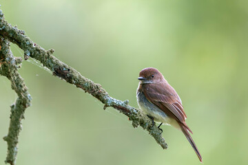 Eastern phoebe.Chesapeake and Ohio Canal National Historical Park.Maryland.USA