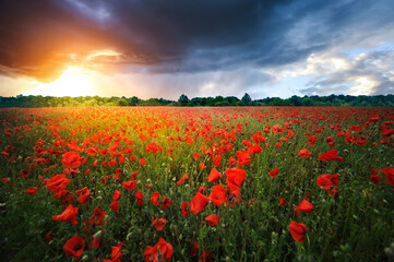 field of poppies and sunset
