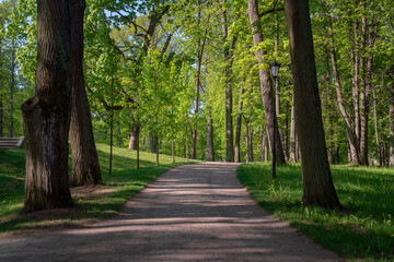 Fototapeta premium View of the alley in Gatchinsky Park on a sunny summer day, Gatchina, Leningrad region, Russia