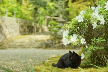 新緑の西明寺でくつろぐ猫 （滋賀県犬上郡甲良町, 2022年5月）