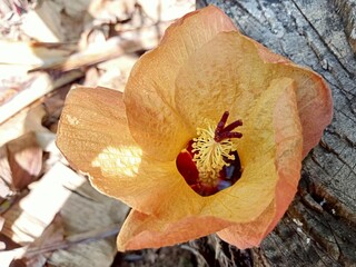 Beautiful yellow flower in the garden shoot in details