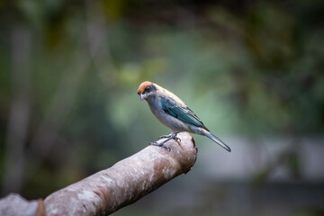 Obraz premium red capped kingfisher