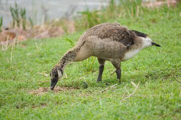 Canada goose gosling
