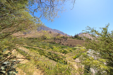 View of wineyard and hill during autumn, Monte Grande near Pisco del Elqui, Chile 