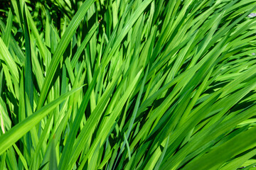 Vibrant green of fresh growth of long green leaves in a sunny summer garden, as a nature background
