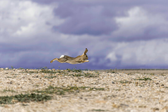 Gotta Go Fast, Desert Cottontail (Sylvilagus audubonii) on the run, dashing across the arid desert landscape. Stormy clouds loom in the background, foretelling of an omen to come  