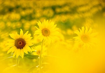 Obraz na płótnie Canvas field of sunflowers in summer
