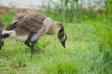 Canada goose gosling
