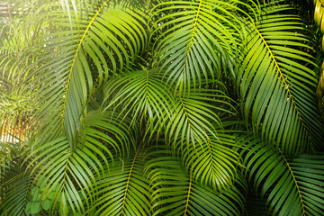 Palm leaves nature background