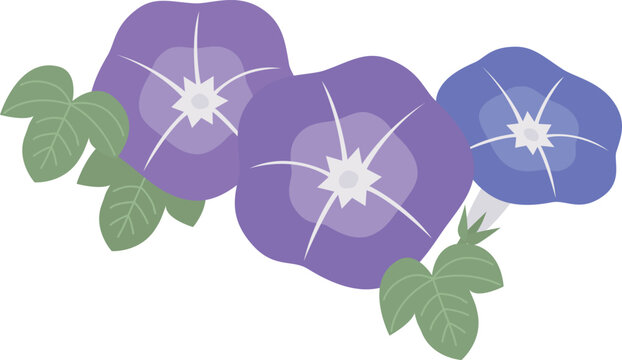 アサガオの花のイラスト