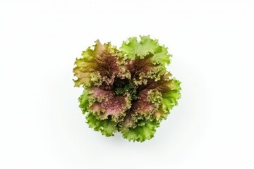 fresh green lettuce leaves on a plain white background. Generative AI