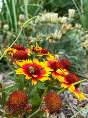 flowers in the garden