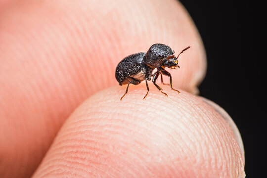 A little black beetles (Sinoxylon unidentatum, Coleoptera, Bostrichidae) on finger.