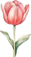 Tulip watercolor illustration. Generative AI