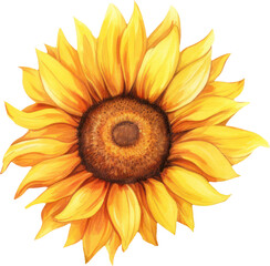 Sunflower watercolor illustration. Generative AI