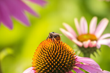 A closeup shot of a bee collecting pollen on a purple echinacea flower