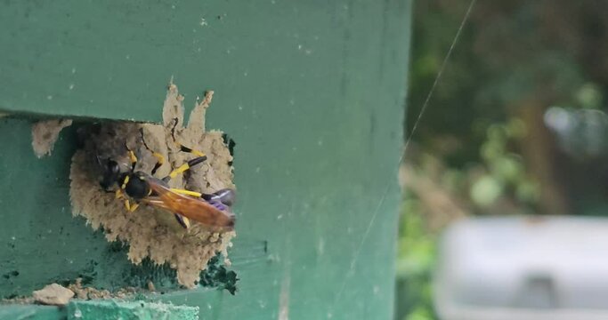 Wasp Making Nest On A Wooden Door Close up.