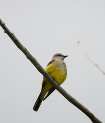 Western Kingbird