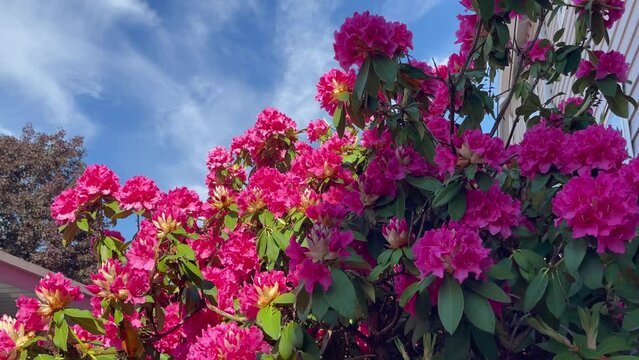 Side view pink rhododendron bush swaying in the wind
