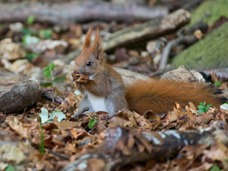 Eurasian red squirrel (Sciurus vulgaris)