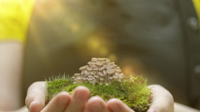 Oyster mushrooms grow in the hands of a girl farmer in a fartura. Growing oyster mushrooms rising time lapse 4k footage. Sprouting Oyster Mushroom. Fungus shirataki accelerated time-lapse