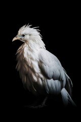 Fototapeta premium Close up of the white phoenix isolated on the black background. 