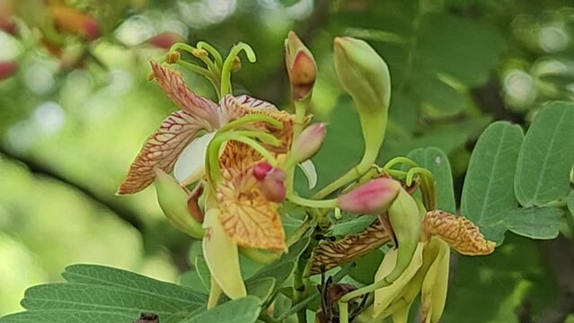 The Tamarind blossoms are blooming on the tree.