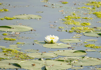 lilypad bloom in marsh pond