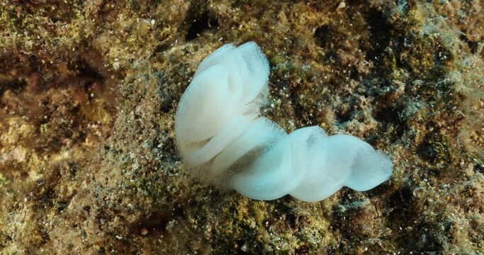 nudibranch eggs underwater flabellina nudybranch 