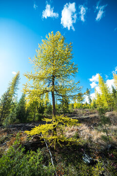 Early Season Larch