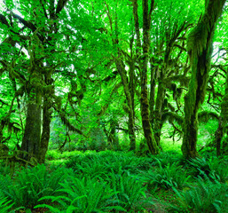 Stunning hall of mosses in the Hoh rainforest