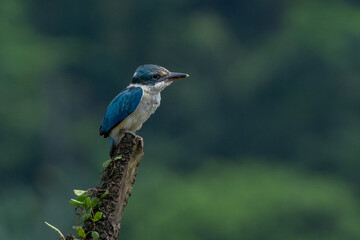 A juvenile collared kingfisher perching on a branch, natural bokeh background 