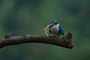 A juvenile collared kingfisher eating a gecko, natural bokeh background 